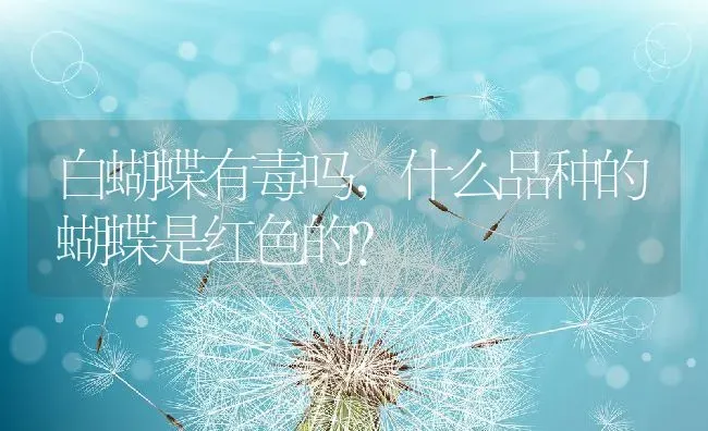 白蝴蝶有毒吗,什么品种的蝴蝶是红色的？ | 养殖科普