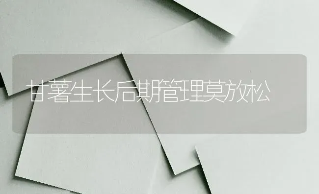 甘薯生长后期管理莫放松 | 养殖知识