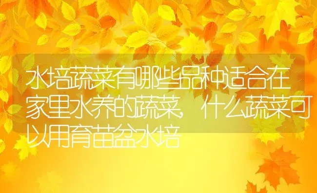 水培蔬菜有哪些品种适合在家里水养的蔬菜,什么蔬菜可以用育苗盆水培 | 养殖学堂