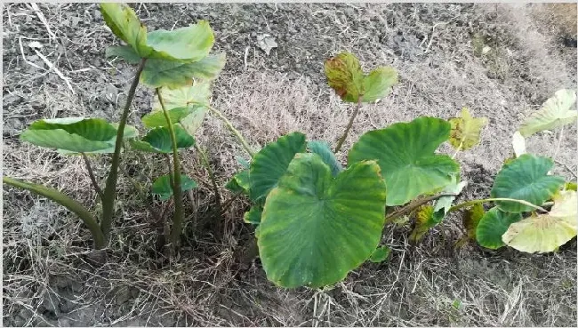 滴水观音与芋头的区别 | 生活常识