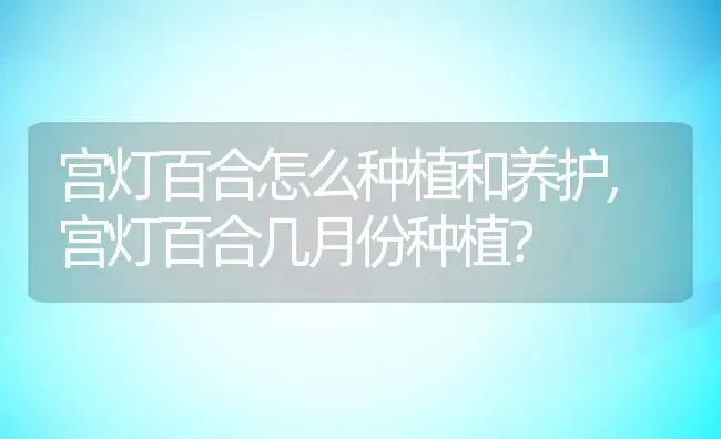 宫灯百合怎么种植和养护,宫灯百合几月份种植？ | 养殖科普