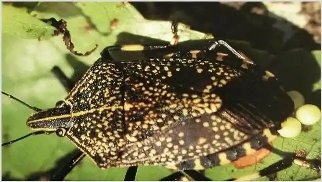 九香虫怎么养好 | 常识大全