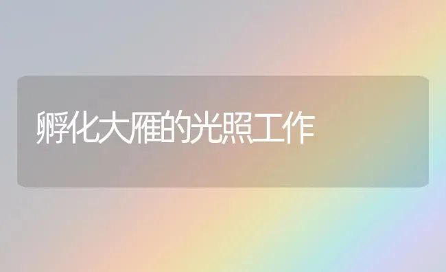 孵化大雁的光照工作 | 养殖知识