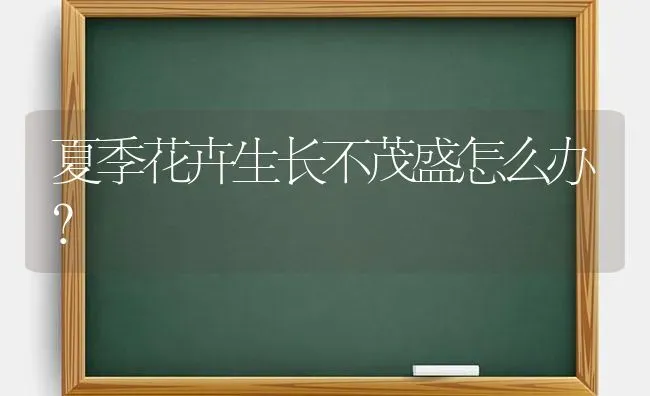 夏季花卉生长不茂盛怎么办? | 养殖知识