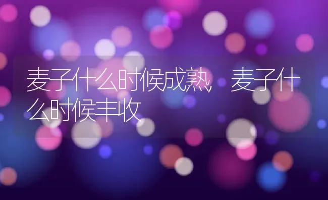 麦子什么时候成熟,麦子什么时候丰收 | 养殖学堂