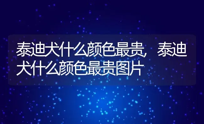 泰迪犬什么颜色最贵,泰迪犬什么颜色最贵图片 | 养殖资料