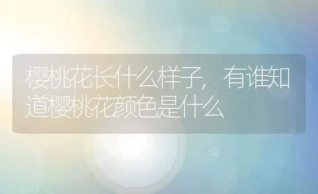 樱桃花长什么样子,有谁知道樱桃花颜色是什么 | 养殖学堂