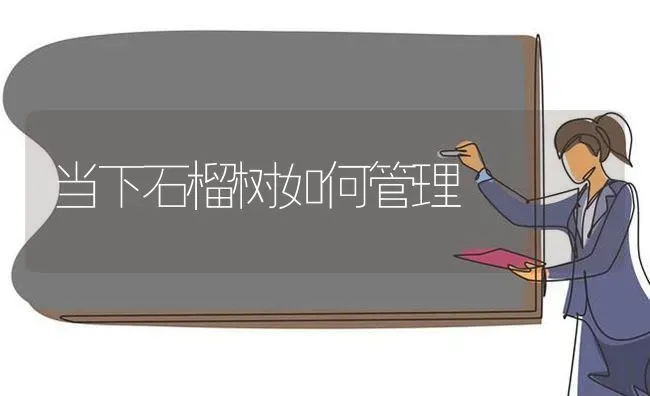 当下石榴树如何管理 | 养殖技术大全