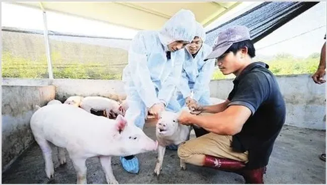 猪疫苗的接种方法及时间 | 妙招大全