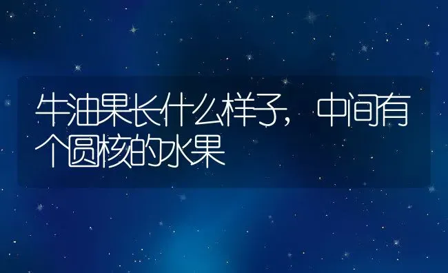 牛油果长什么样子,中间有个圆核的水果 | 养殖学堂