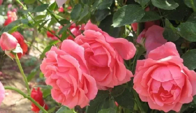 月季花耐寒吗,月季生长温度最低是多少？