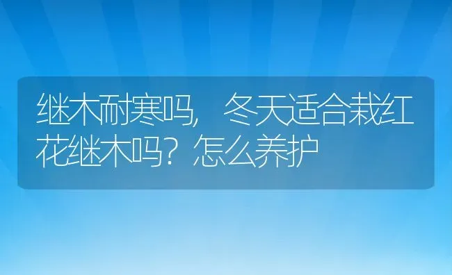 继木耐寒吗,冬天适合栽红花继木吗？怎么养护 | 养殖科普