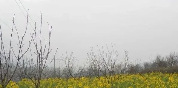 12月份油菜的管理及注意事项 | 生活妙招