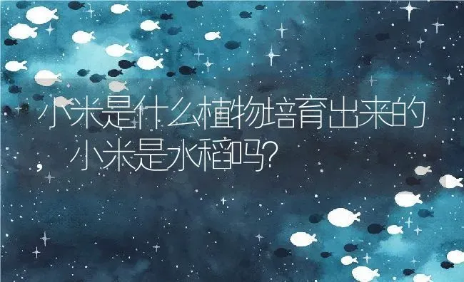 小米是什么植物培育出来的,小米是水稻吗？ | 养殖科普
