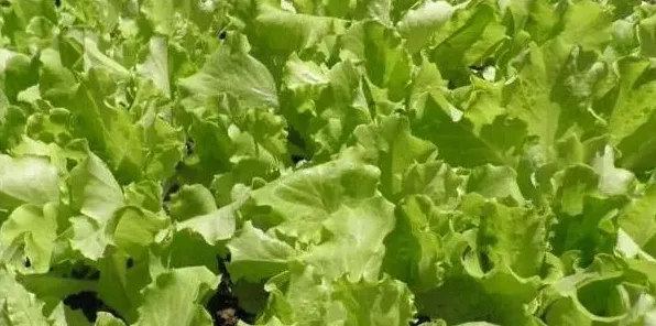 生菜高产种植管理方法 | 生活常识
