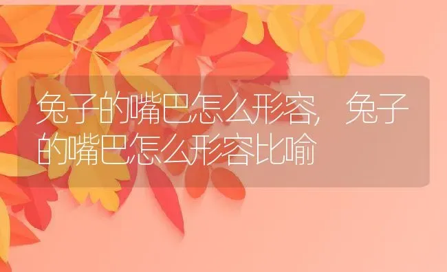 兔子的嘴巴怎么形容,兔子的嘴巴怎么形容比喻 | 养殖科普