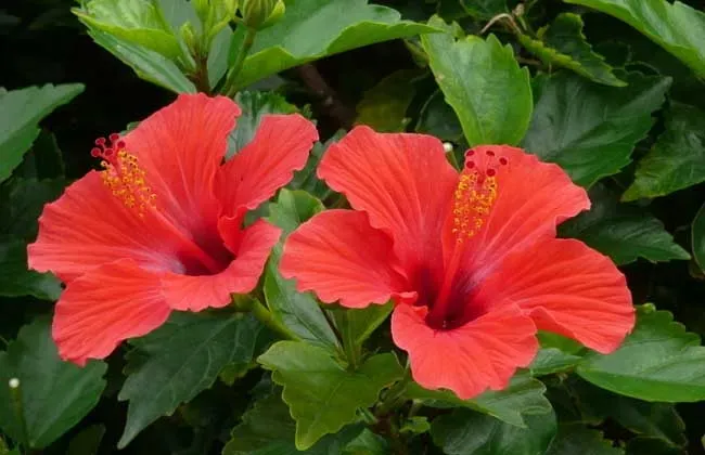 扶桑花又叫什么花,扶桑花属于草本类植物吗？