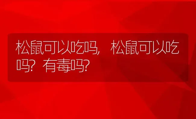 松鼠可以吃吗,松鼠可以吃吗?有毒吗? | 养殖科普