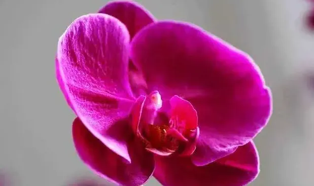 蝴蝶兰开花期间能施肥吗,蝴蝶兰春季什么时候施肥较好？