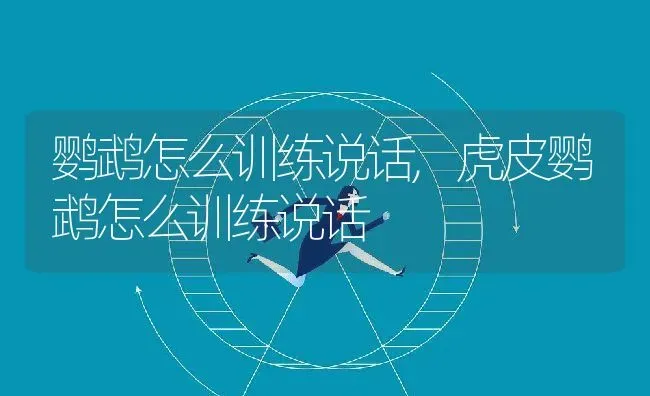 鹦鹉怎么训练说话,虎皮鹦鹉怎么训练说话 | 养殖科普