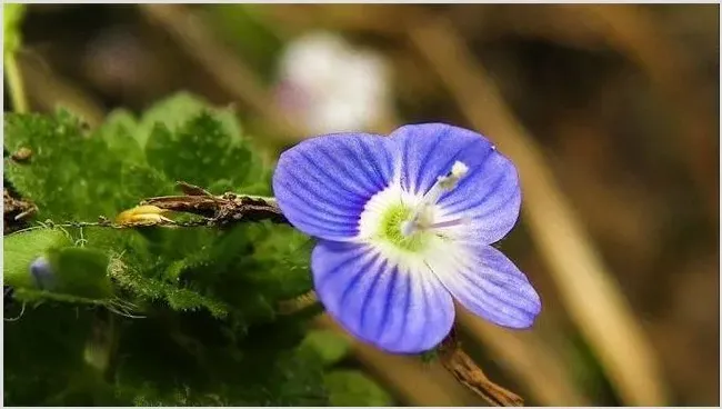 婆婆纳的种植方法 | 常识大全