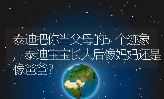 泰迪把你当父母的5个迹象,泰迪宝宝长大后像妈妈还是像爸爸？ | 养殖学堂