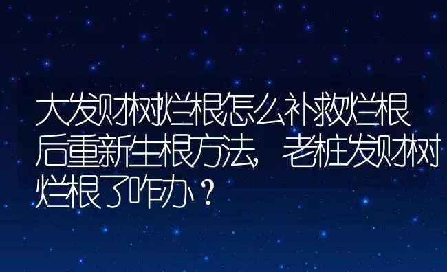 大发财树烂根怎么补救烂根后重新生根方法,老桩发财树烂根了咋办？ | 养殖科普