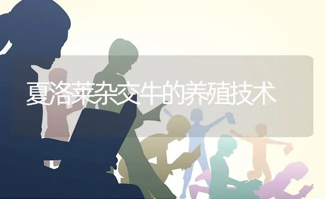 夏洛莱杂交牛的养殖技术 | 养殖知识