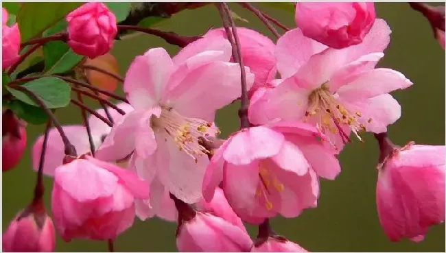 垂丝海棠开花后怎么修剪 | 生活常识