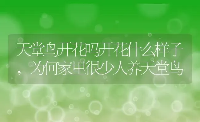 天堂鸟开花吗开花什么样子,为何家里很少人养天堂鸟 | 养殖学堂