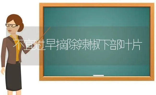 不宜过早摘除辣椒下部叶片 | 养殖知识