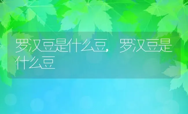 罗汉豆是什么豆,罗汉豆是什么豆 | 养殖科普