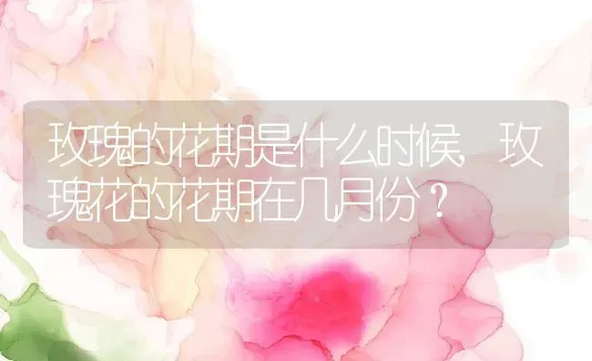 玫瑰的花期是什么时候,玫瑰花的花期在几月份？ | 养殖科普