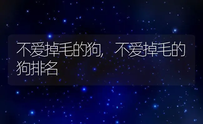 不爱掉毛的狗,不爱掉毛的狗排名 | 养殖科普