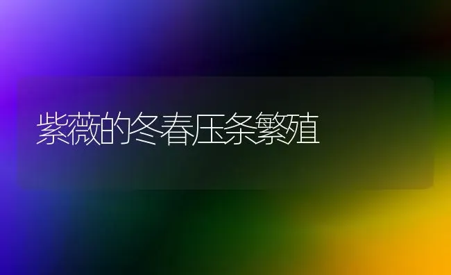 紫薇的冬春压条繁殖 | 养殖知识