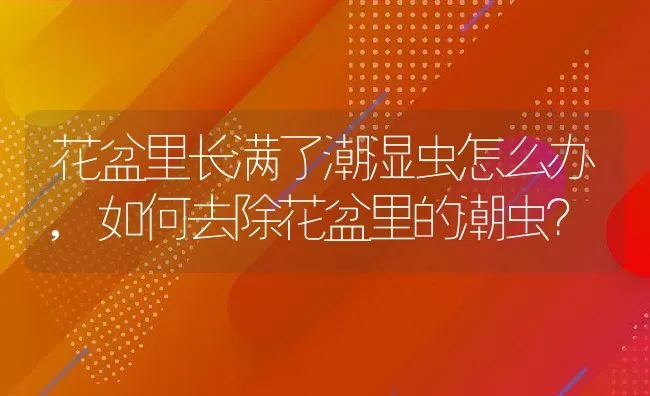 花盆里长满了潮湿虫怎么办,如何去除花盆里的潮虫？ | 养殖科普