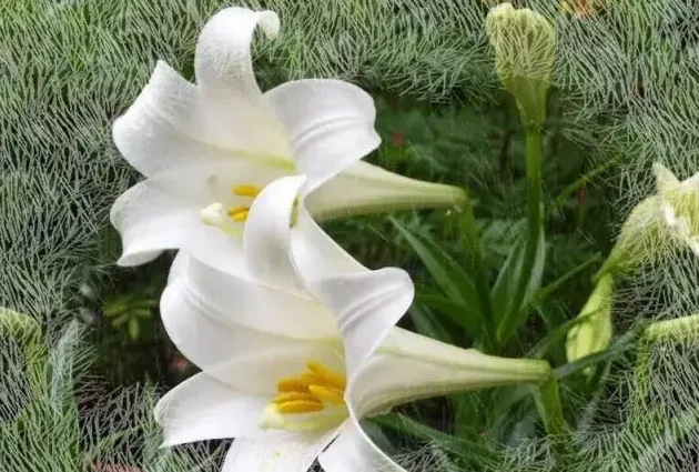 百合花代表什么象征意义,百合花有什么象征意义？