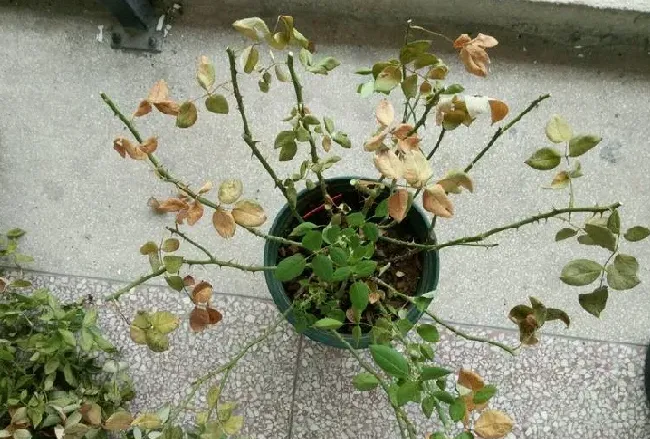 生根粉和多菌灵能一起灌根吗,生根水可以和多菌灵一起浇花吗？