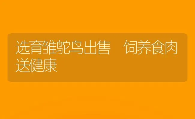 选育雏鸵鸟出售 饲养食肉送健康 | 养殖知识