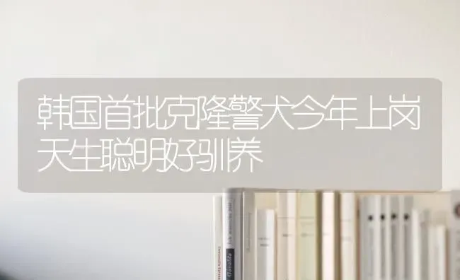 韩国首批克隆警犬今年上岗天生聪明好驯养 | 养殖知识