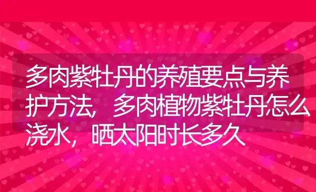 多肉紫牡丹的养殖要点与养护方法,多肉植物紫牡丹怎么浇水，晒太阳时长多久 | 养殖学堂