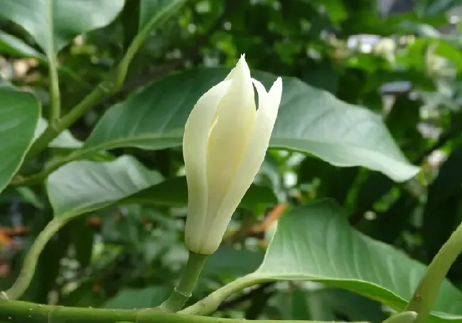 白兰花怎么种植方法,白玉兰花树怎么种植？