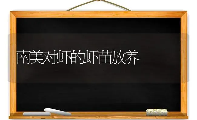 南美对虾的虾苗放养 | 养殖技术大全