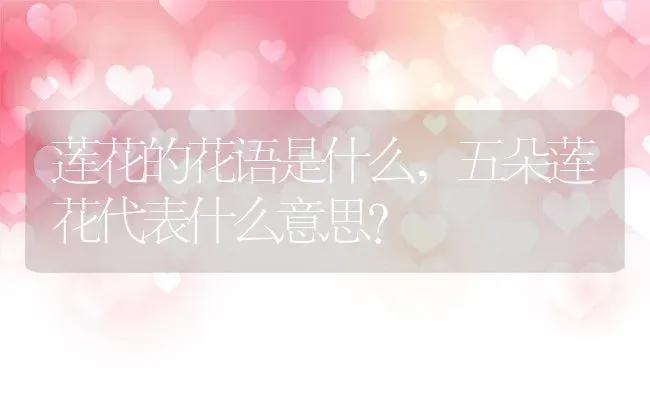 莲花的花语是什么,五朵莲花代表什么意思？ | 养殖科普