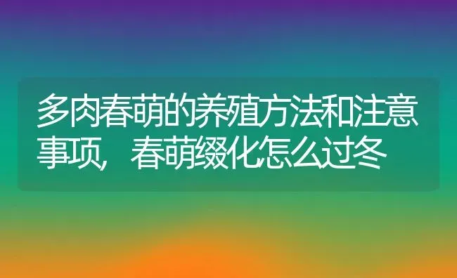 多肉春萌的养殖方法和注意事项,春萌缀化怎么过冬 | 养殖学堂