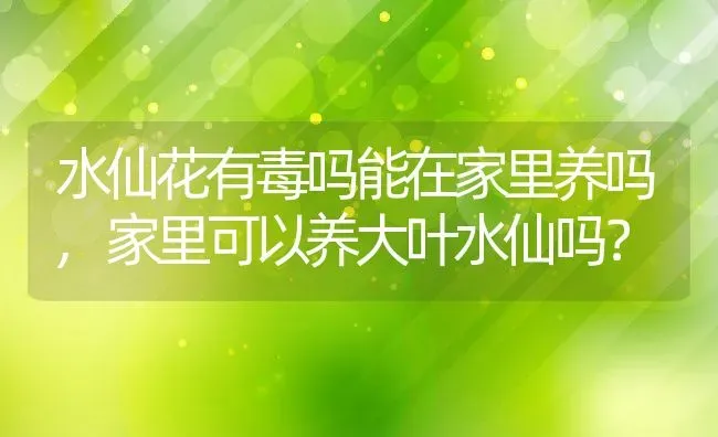 水仙花有毒吗能在家里养吗,家里可以养大叶水仙吗？ | 养殖科普