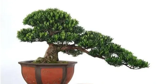 罗汉松盆景怎么养护常识,罗汉松种植技术及管理？