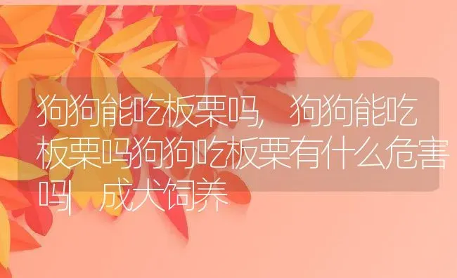 狗狗能吃板栗吗,狗狗能吃板栗吗狗狗吃板栗有什么危害吗|成犬饲养 | 养殖资料