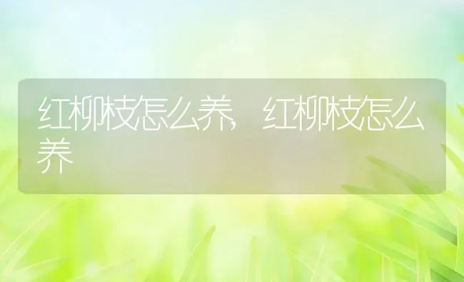 红柳枝怎么养,红柳枝怎么养 | 养殖科普