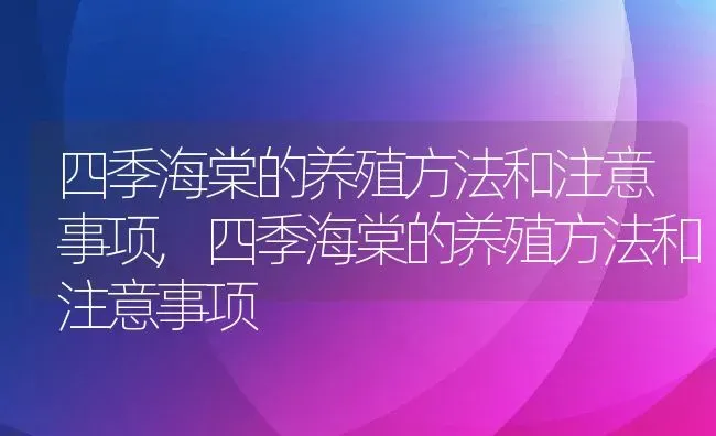 四季海棠的养殖方法和注意事项,四季海棠的养殖方法和注意事项 | 养殖科普